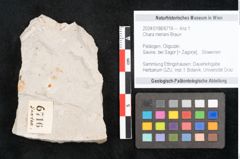 Foto (Objekt + Etikett) von Chara meriani Braun (NHMW-GEO-2024-0188-6716)
